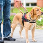 What to Know About Renting to Tenants with Service Animals