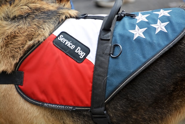 a service animal in a red and blue harness