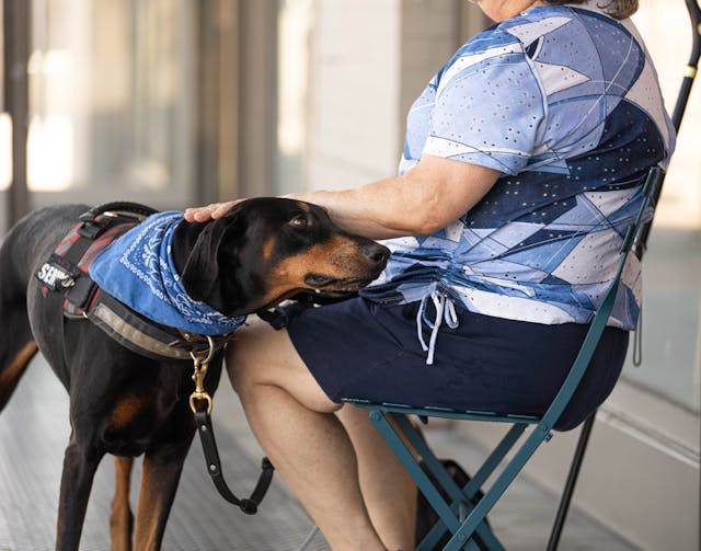 a service dog with a medical alert harness on