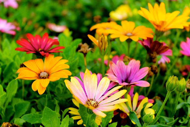 a close-up on flowers in a garden