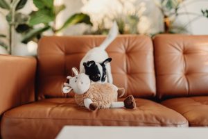 dog-playing-with-stuffed-toy-on-couch