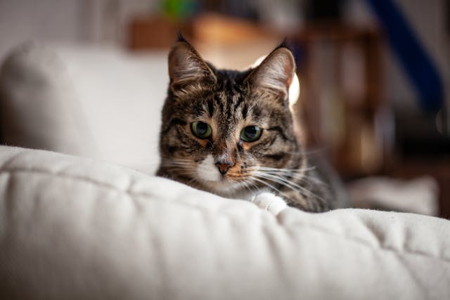 a cat on a white couch