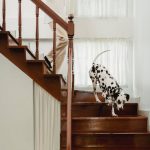 header a black and white dog going down the stairs