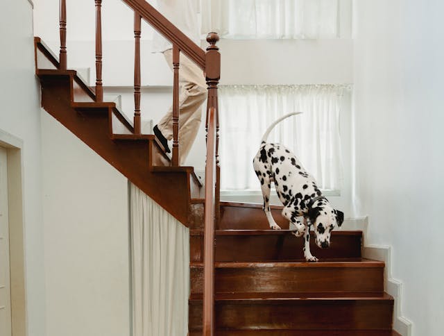 The Benefits of Renting to Tenants with Pets